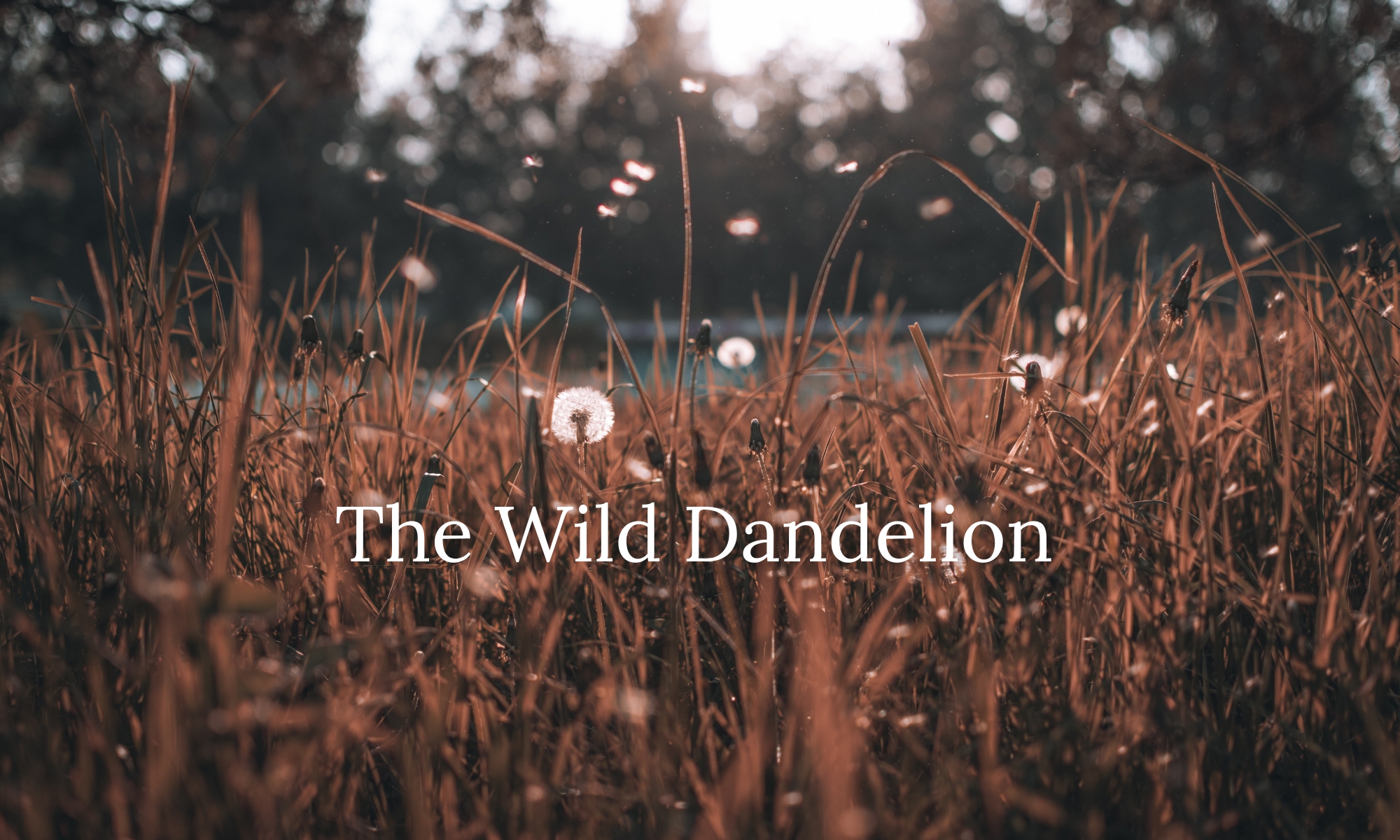 The Wild Dandelion